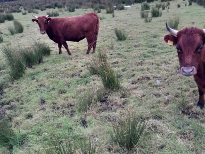 Dexter heifers