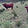 Dexter heifers Image 2