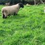 Suffolk 2 Year old ram Image 4