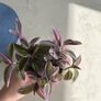 Tradescantia houseplant Image 3