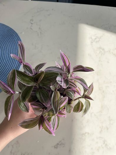 Tradescantia houseplant
