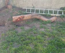 fire wood free to take