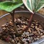No.9 ZZ Plants Variegated Image 7