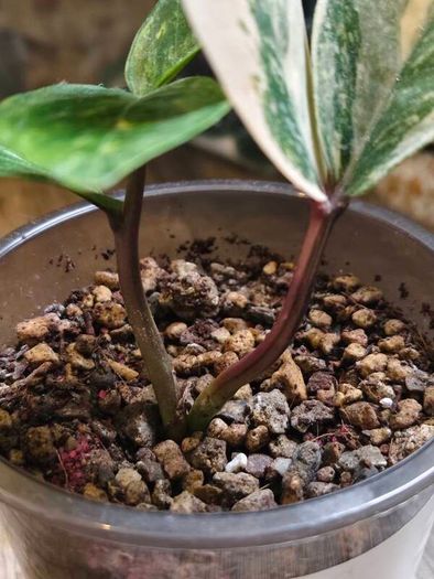 No.9 ZZ Plants Variegated