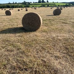 Hay