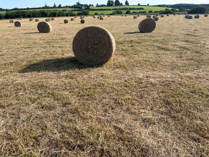 Hay