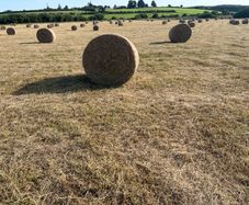 Hay