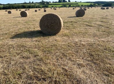 Hay