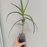 Aloe Striatula artic jungle Image 2