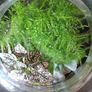 Plant / Garden Terrarium Image 3