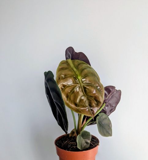 Alocasia Cuprea Red Secret Plant