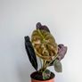 Alocasia Cuprea Red Secret Plant Image 2