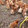 Hens/pullets/chickens Image 8