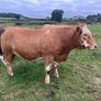 Cattle Image 2