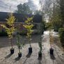 Native and non Native Trees Image 9