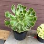 two rare variegated aeoniums Image 5