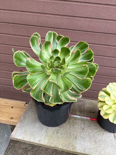 two rare variegated aeoniums