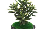 Aqua Nova Artificial Plant 15cm REP17015