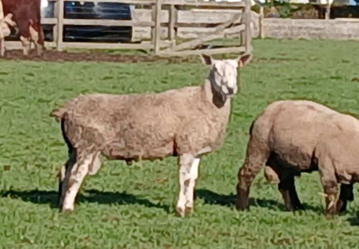Bluefaced Lecister rams