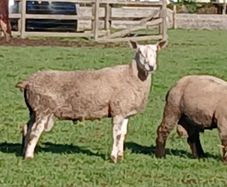 Bluefaced Lecister rams