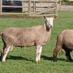 Bluefaced Lecister rams