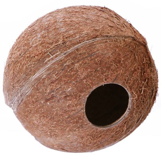 Whole Coconut - Terrario CocoCave