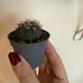 Gymnocalycium Spegazzinii cactus Image 2