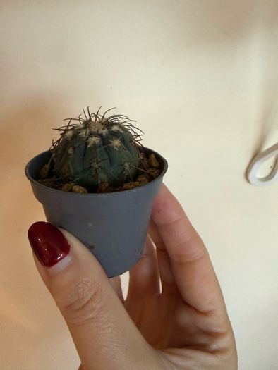 Gymnocalycium Spegazzinii cactus