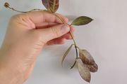 Hoya Rebecca