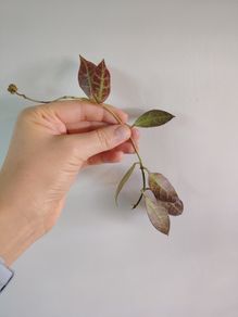 Hoya Rebecca