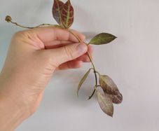 Hoya Rebecca