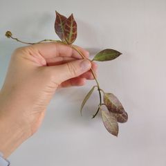 Hoya Rebecca