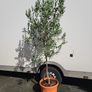 Olive Tree Image 5