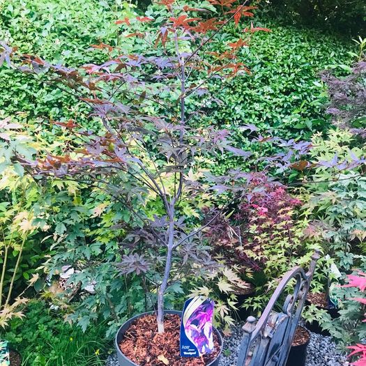 Japanese acers - wide selection