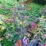Japanese acers - wide selection Image 8