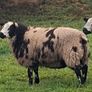 Rams SIS approved Image 4