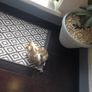 kitten Image 3