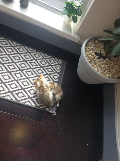 kitten