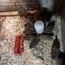 Quail for sale Image 2