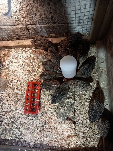 Quail for sale