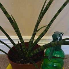 Sansevieria