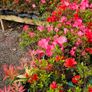 Azaleas,  Evegreen Shrubs Two Euro Image 2
