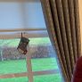 eyelet curtains 90 w x 108 drop  inc cushion& pole Image 4