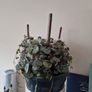 indoor plant string of hearts Image 3