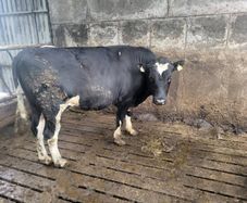 Vasectomised bull