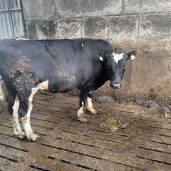 Vasectomised bull