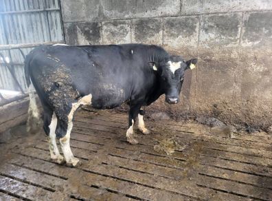 Vasectomised bull