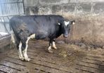 Vasectomised bull