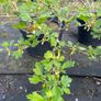 Red gooseberry 5-7,5l pot fruiting bushes available in September 2024 Image 3
