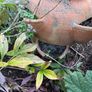 planter Image 3